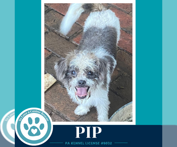 Medium Photo #3 Shih Tzu-Unknown Mix Puppy For Sale in Kimberton, PA, USA