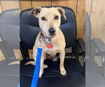 Small #15 Dachshund Mix