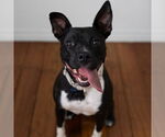 Small #40 American Pit Bull Terrier Mix