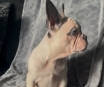 Small #7 French Bulldog