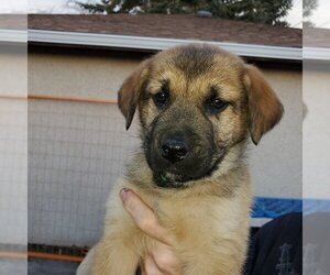 Cleo (Pup 1 GREEN) - Female Huskies -Unknown Mix Dog for Adoption - Photo #6