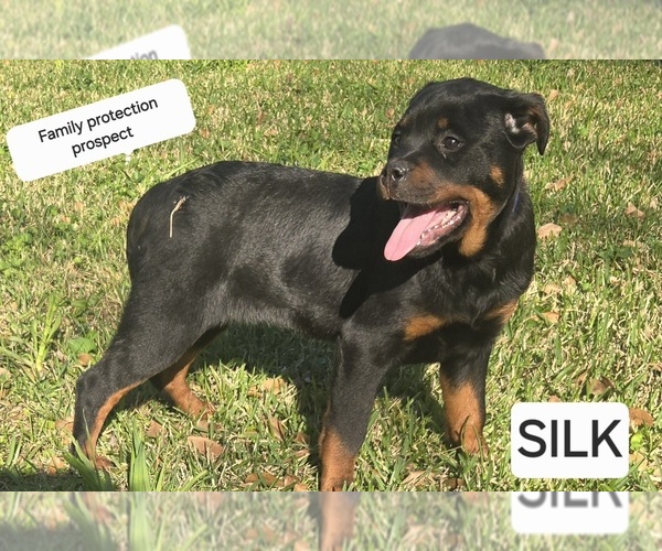 Medium Photo #7 Rottweiler Puppy For Sale in BEAUMONT, TX, USA