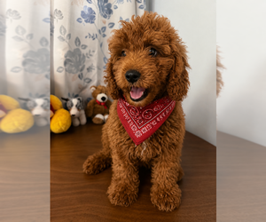 Goldendoodle mix (+ Poodle Miniature) Puppy for sale in DURHAM, CT, USA