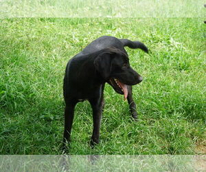 Mutt Dogs for adoption in San Antonio, TX, USA