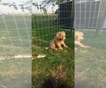 Small Photo #15 Aussiedoodle Miniature -Poodle (Miniature) Mix Puppy For Sale in OTTAWA, OH, USA