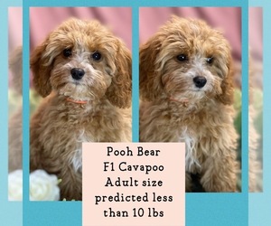 Cavapoo Puppy for sale in CARTERSVILLE, GA, USA