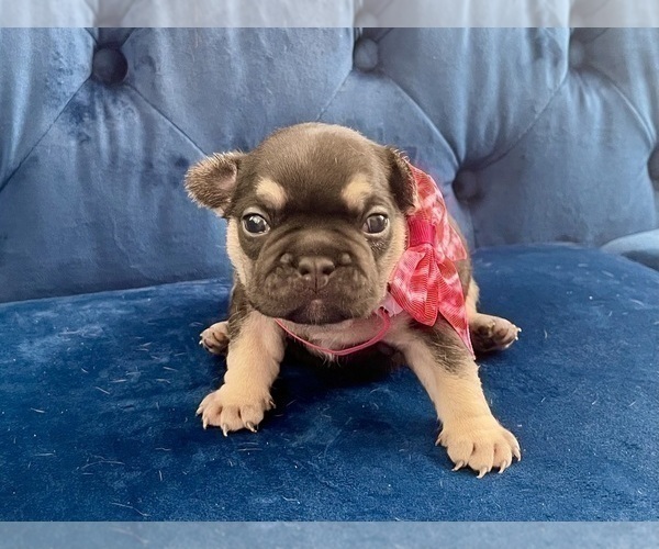 Medium Photo #16 French Bulldog Puppy For Sale in ENCINO, CA, USA