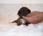 Small #4 Poodle (Toy)-YorkiePoo Mix