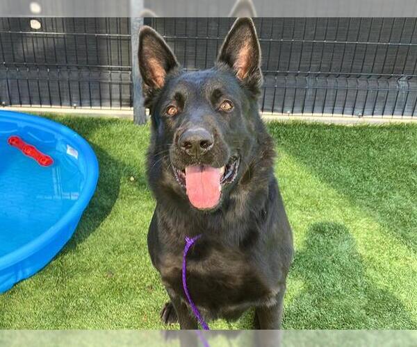 Medium Photo #1 German Shepherd Dog Puppy For Sale in Orange, CA, USA