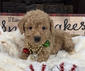 Goldendoodle (Miniature) Puppy for sale in HICKORY, NC, USA
