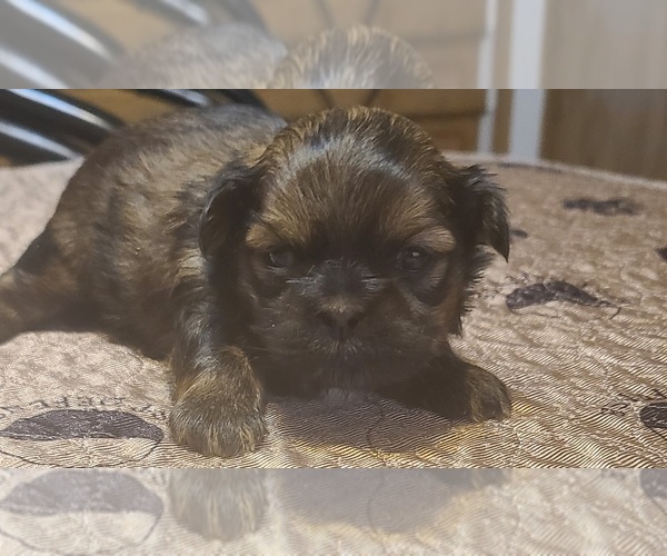 Medium Photo #2 Shih Tzu Puppy For Sale in BELLEVILLE, MI, USA