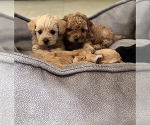 YorkiePoo Puppy for sale in PORT SAINT LUCIE, FL, USA