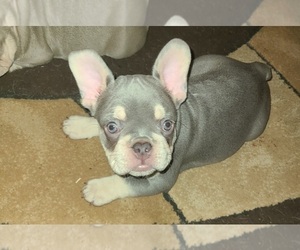 French Bulldog Puppy for sale in SAN ANTONIO, TX, USA