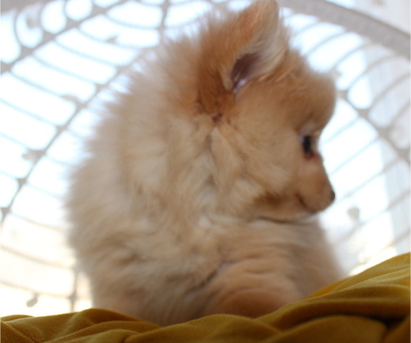 Medium Photo #10 Pomeranian Puppy For Sale in COLUMBIA, MO, USA