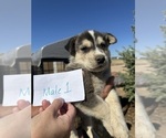 Puppy Puppy 1 Labrador Retriever-Siberian Husky Mix
