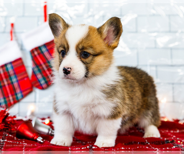 Medium Photo #1 Cardigan Welsh Corgi Puppy For Sale in WAKARUSA, IN, USA