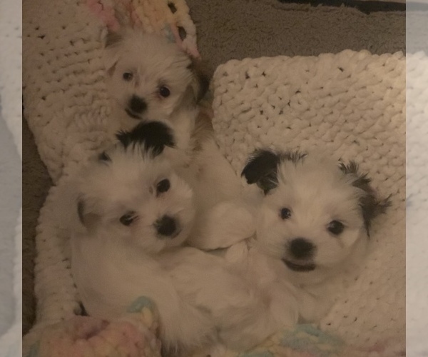 Medium Photo #7 Mal-Shi Puppy For Sale in FARMINGTON, MN, USA