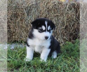 Alaskan Malamute Puppy for sale in CROGHAN, NY, USA