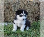Small Alaskan Malamute
