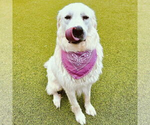 Great Pyrenees Dogs for adoption in PEYTON, CO, USA