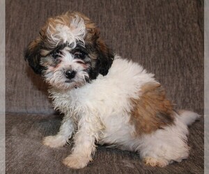 Zuchon Puppy for sale in BLOOMINGTON, IN, USA