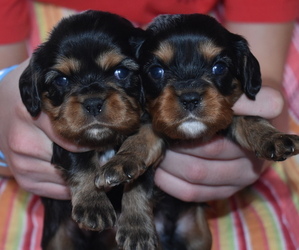 Cavalier King Charles Spaniel Puppy for sale in DEERWOOD, MN, USA