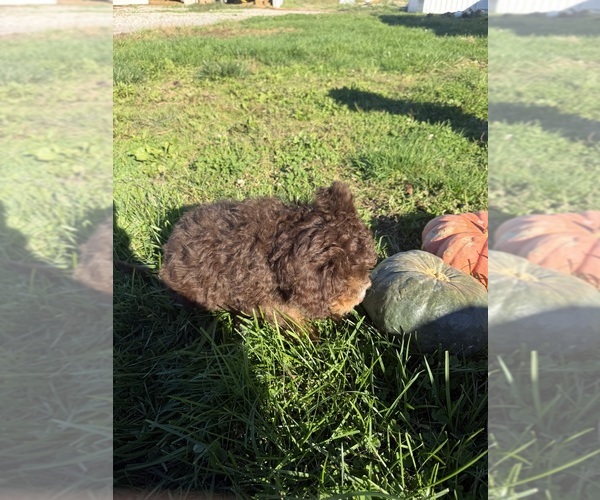 Medium Photo #4 Bernedoodle-Poodle (Miniature) Mix Puppy For Sale in MONTPELIER, OH, USA