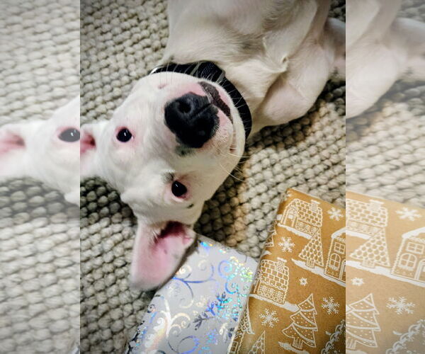 Medium Photo #3 Staffordshire Bull Terrier-Unknown Mix Puppy For Sale in Des Moines, IA, USA