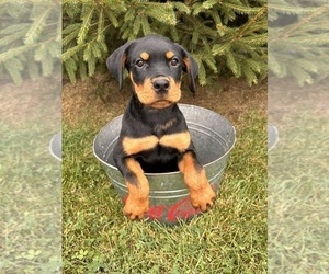 Rottweiler Puppy for sale in MIDDLEBURY, IN, USA