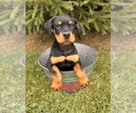 Image preview for Ad Listing. Nickname: Mickey