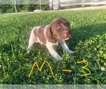 Puppy Male 3 German Shorthaired Pointer