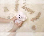 Small Photo #6 Maltese Puppy For Sale in Seoul, Seoul, Korea, South