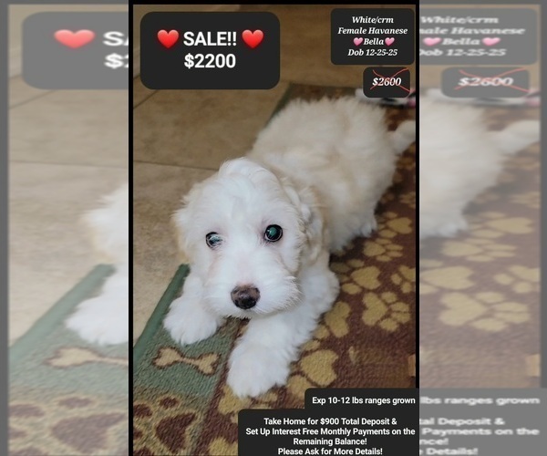 Medium Photo #1 Havanese Puppy For Sale in TUCSON, AZ, USA