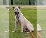 Small #2 Anatolian Shepherd Mix