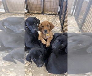 Golden Labrador-Labrador Retriever Mix Puppy for sale in PIERSON, FL, USA