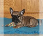 Small Photo #4 French Bulldog Puppy For Sale in HOLTWOOD, PA, USA