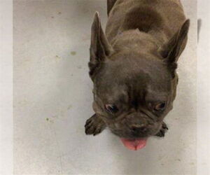 French Bulldog Dogs for adoption in Riverside, CA, USA
