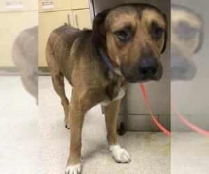 Mastiff-Unknown Mix Dogs for adoption in Riverside, CA, USA
