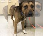 Small Mastiff Mix