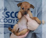 Small #3 Italian Greyhuahua