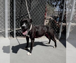 American Pit Bull Terrier-Labrador Retriever Mix Dogs for adoption in Apple Valley, CA, USA