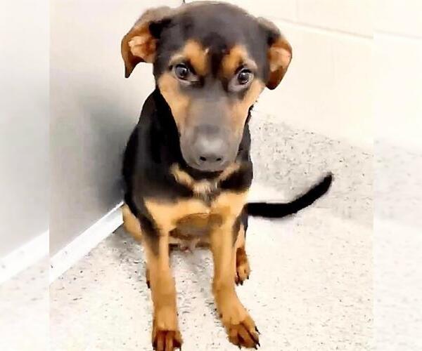 Medium Photo #3 German Shepherd Dog-Unknown Mix Puppy For Sale in Houston, TX, USA