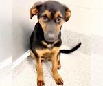 Small #2 German Shepherd Dog Mix