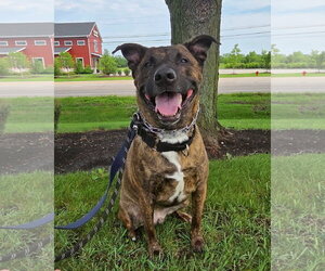 German Shepherd Dog Dogs for adoption in Gilberts, IL, USA