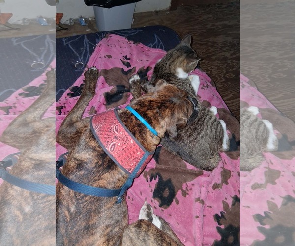 Medium Photo #3 Boxer Puppy For Sale in  Katy, TX, USA
