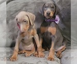 Small Photo #24 Doberman Pinscher Puppy For Sale in POMEROY, OH, USA