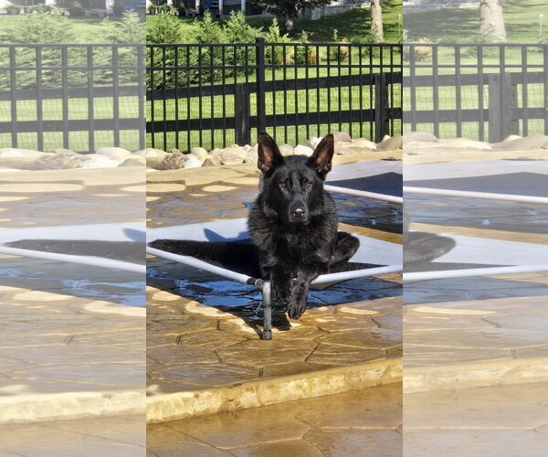 Medium Photo #9 German Shepherd Dog Puppy For Sale in Centreville, VA, USA