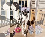 Small Photo #6 Great Dane Puppy For Sale in Bullard, TX, USA