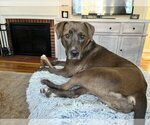 Small Photo #5 American Pit Bull Terrier-Labrador Retriever Mix Puppy For Sale in Richmond, VA, USA