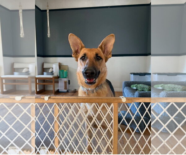 Medium Photo #2 German Shepherd Dog Puppy For Sale in Belleuve, NE, USA